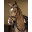Henry James Comfort Flash Bridle