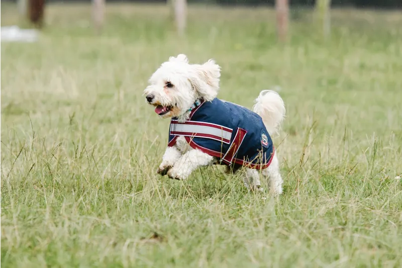 Mackey Buster 600D Dog Rug Navy/Burgundy