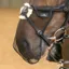 Shires FlyGuard Pro Grackle Bridle Nose Net Black