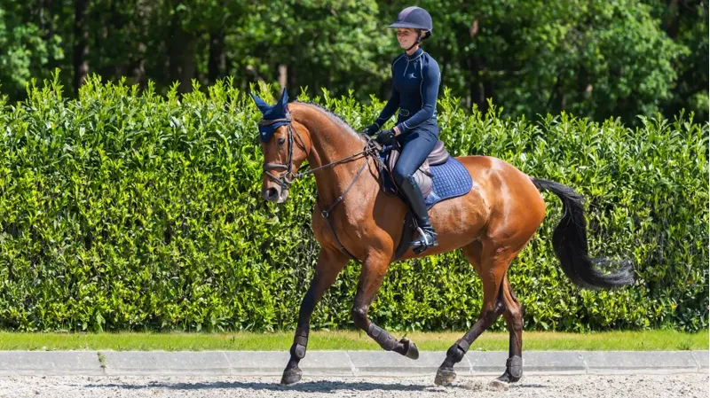 LeMieux ProSport Suede Close Contact Square Navy-2