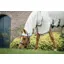Rambo Hoody Fly Sweet Itch Rug Chalk/Hunter Green/Silver