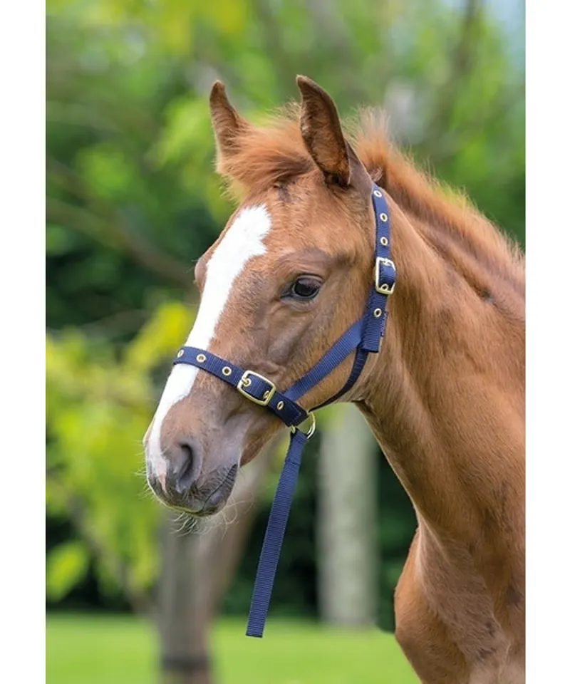 Shires Nylon Foal Slip Foal Navy