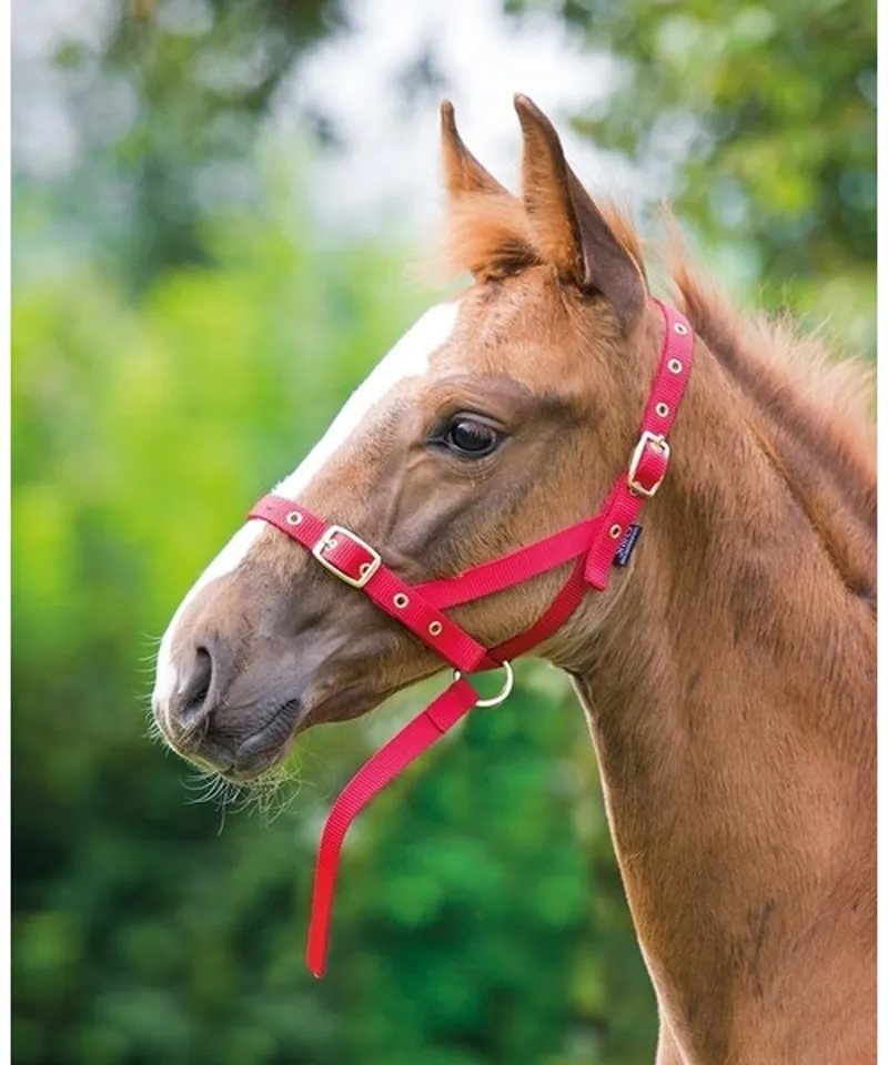 Shires Nylon Foal Slip Red