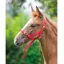 Shires Nylon Foal Slip Red