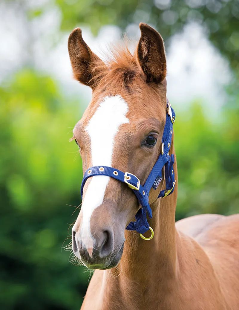 Shires Nylon Foal Headcollar 1 Size Navy
