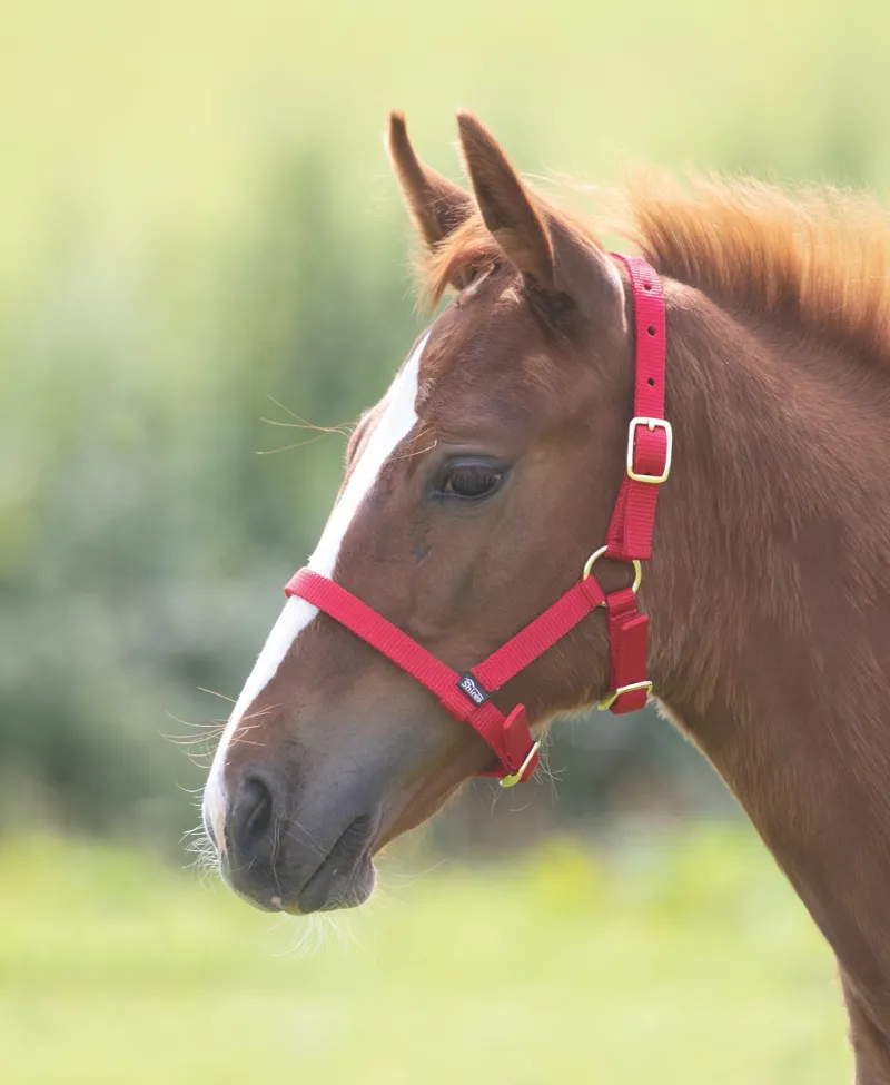 Shires Nylon Foal Headcollar 1 Size Red