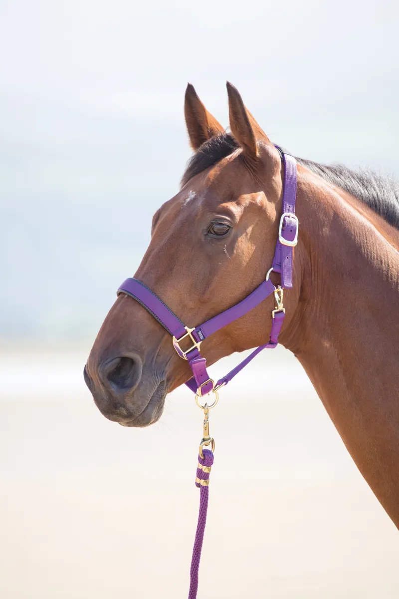 Shires Topaz Headcollar Purple