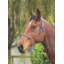 Shires Adjustable Rope Halter Adjustable Navy/White