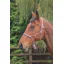 Shires Adjustable Rope Halter Adjustable Pink/Black
