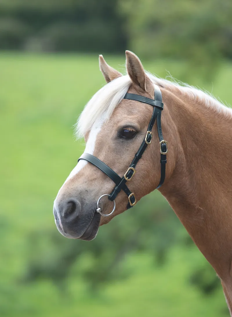 Shires Velociti GARA Plain Inhand Bridle Pony Black
