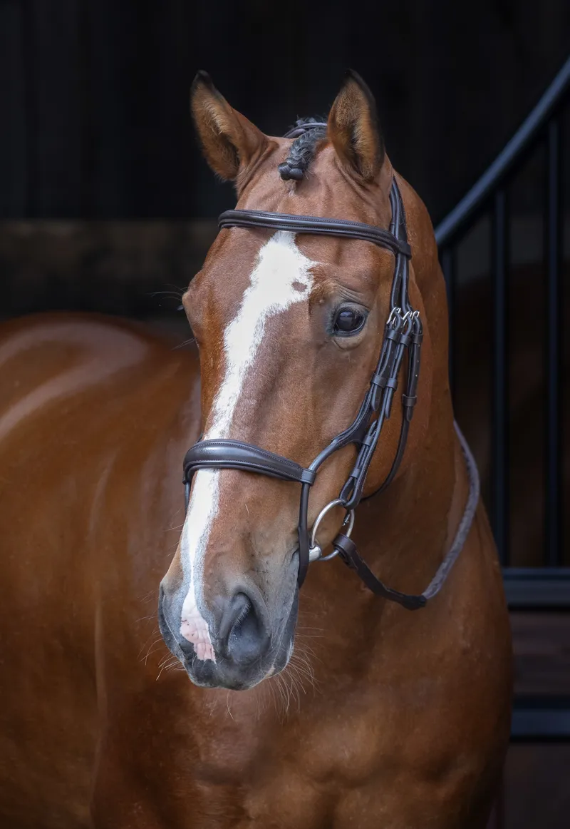 Shires Velociti RAPIDA Rolled Padded Cavesson Bridle Havana
