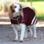 Shires Digby And Fox Lite Waterproof Dog Coat Maroon
