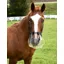 ThinLine Flexible Filly Grazing Muzzle 3.5cm