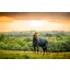 Horseware Amigo Ripstop 900D Turnout 50g Light Weight Turnout Rug Navy/Titanium Grey