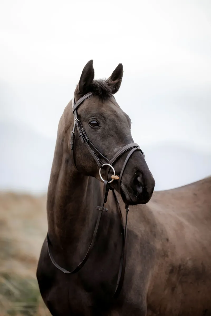 Cameo Easy Stride Bridle With Reins Black-1