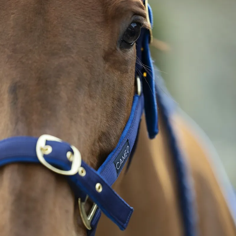 Cameo Padded Suede Headcollar Blue