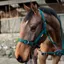 Cameo Suede Padded Headcollar Evergreen