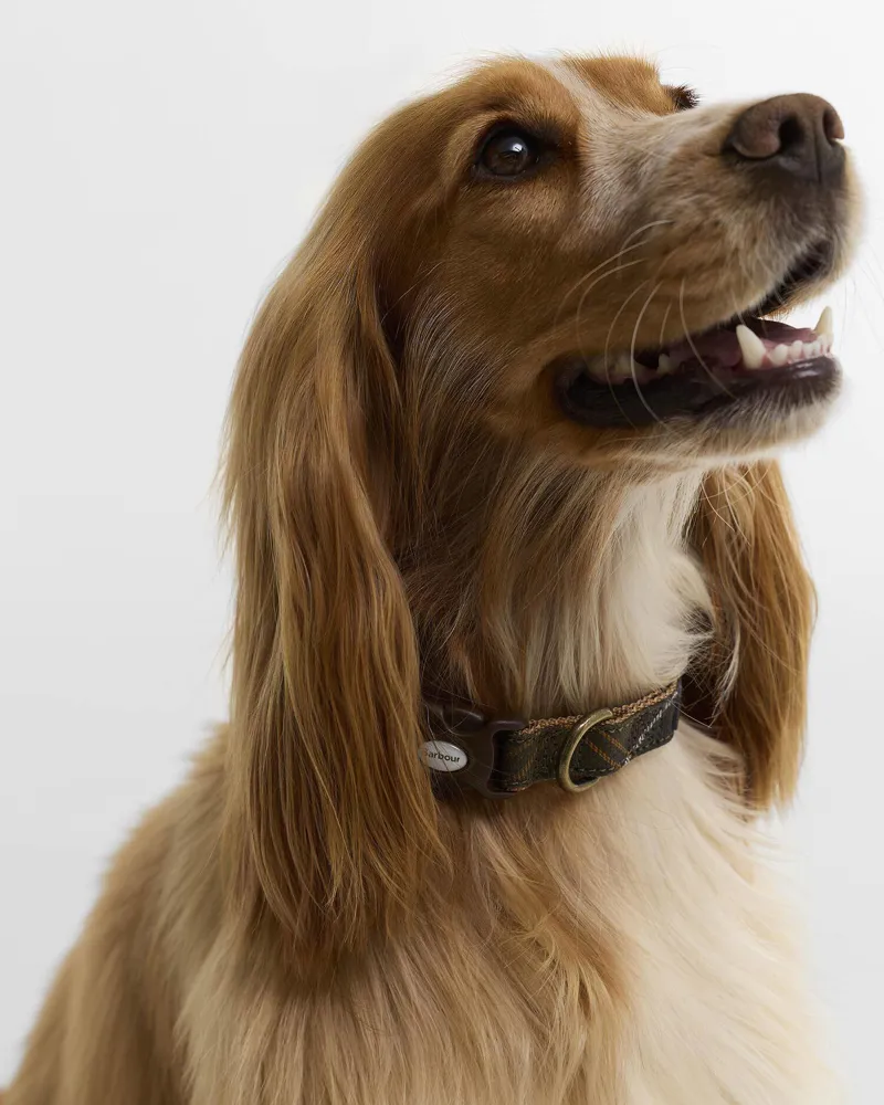 Barbour Tartan And Webbing Dog Collar Classic Tartan-3