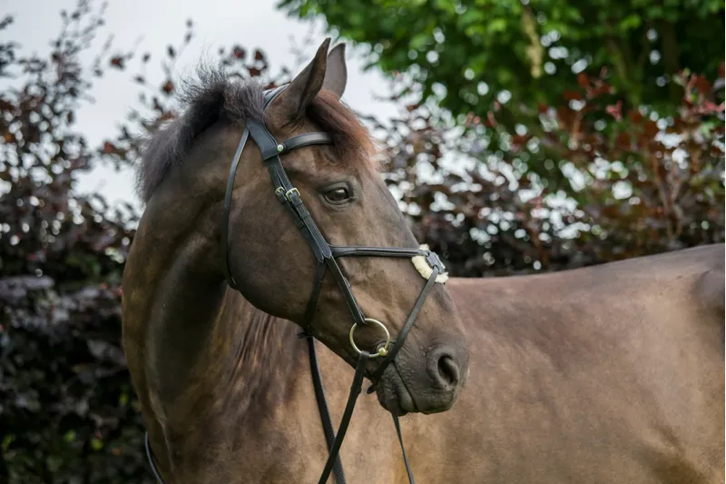 EcoRider SuperLux Grackle Bridle Black-2