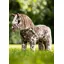 LeMieux Toy Pony Appaloosa Montana Brown