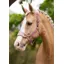 LeMieux Vogue Headcollar And Leadrope Blossom