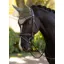 LeMieux Classic Fly Hood Rosemary