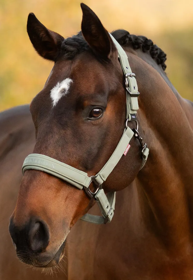 LeMieux Finesse/Essence Headcollar Rosemary