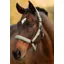 LeMieux Essence Headcollar Rosemary