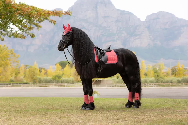 LeMieux Suede Dressage Square Cranberry-3