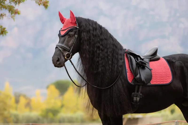 LeMieux Suede Dressage Square Cranberry-2