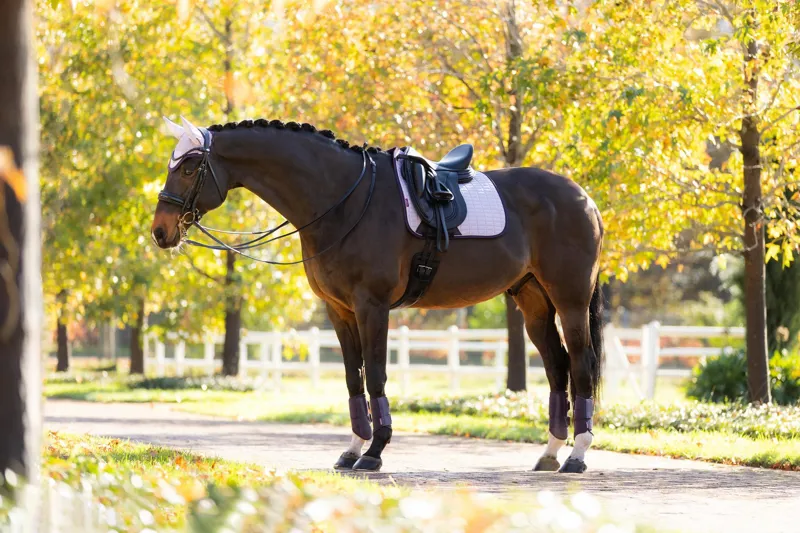 LeMieux Suede Dressage Square Lilac-3