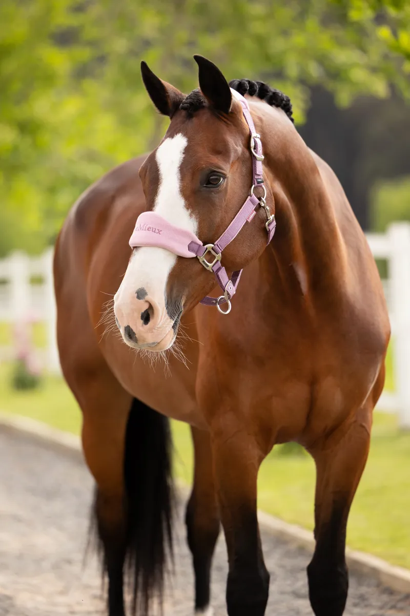 LeMieux Vogue Headcollar And Leadrope Mallow SS26-1