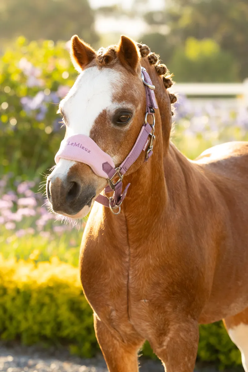 LeMieux Mini Vogue Headcollar And Leadrope Mallow SS26-1