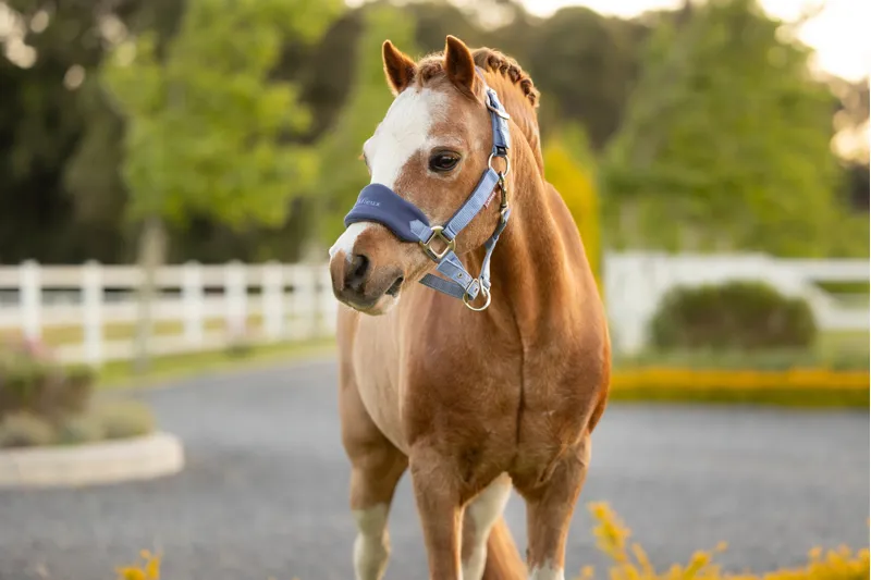 LeMieux Mini Vogue Headcollar And Leadrope Powder Blue SS26-1