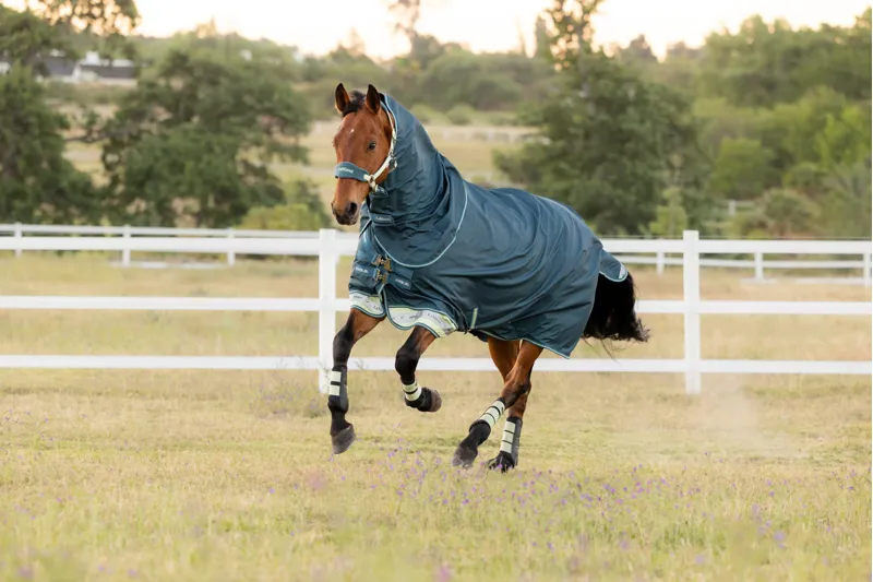 LeMieux Arika Ripstop 50g Turnout Rug Jungle-4