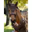LeMieux Brilliance Fly Hood Espresso