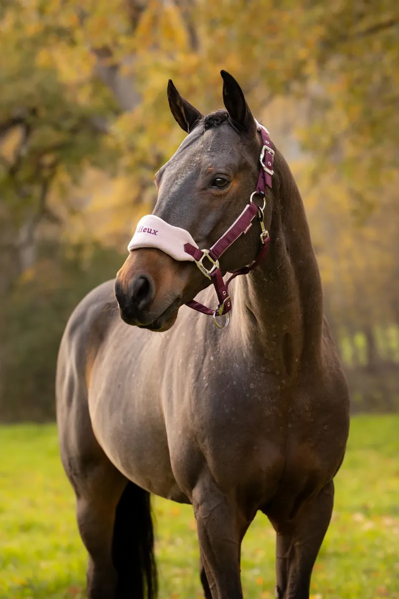LeMieux Vogue Headcollar And Lead Rope Blackberry-1