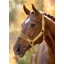 LeMieux Vogue Headcollar And Lead Rope Gooseberry