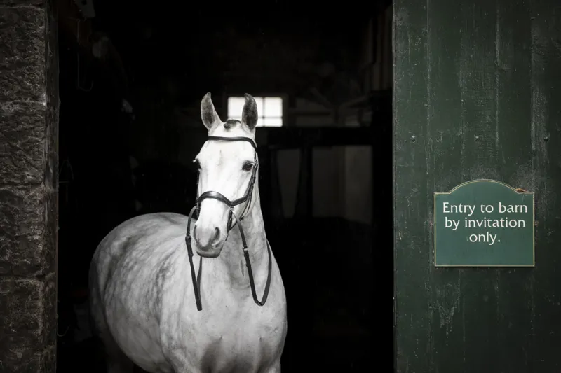 Horseware Micklem Bitless Bridle Black