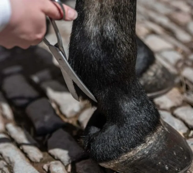 Smart Grooming Curved Fetlock Scissors 8in/20cm-1