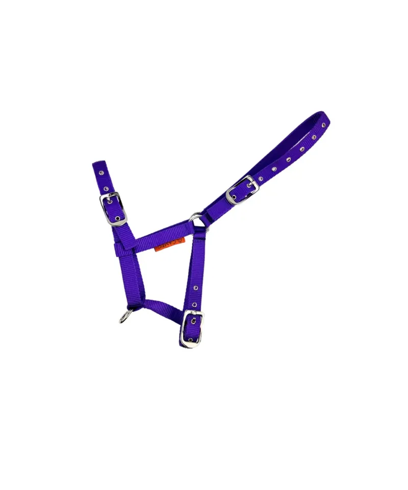 Cameo Foal Headcollar Purple