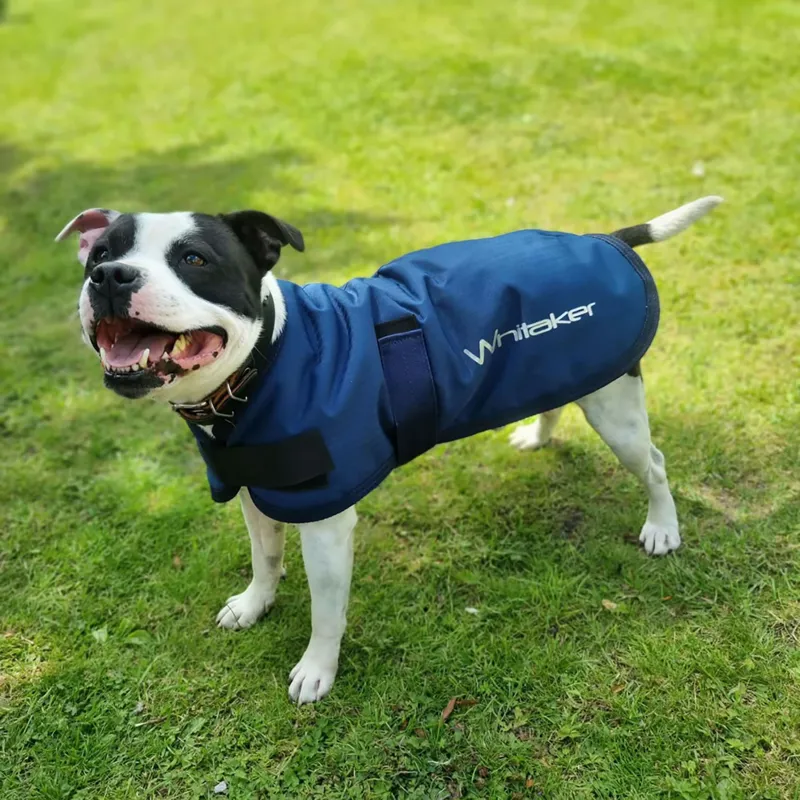 Whittaker D043 Weir Dog Coat Navy