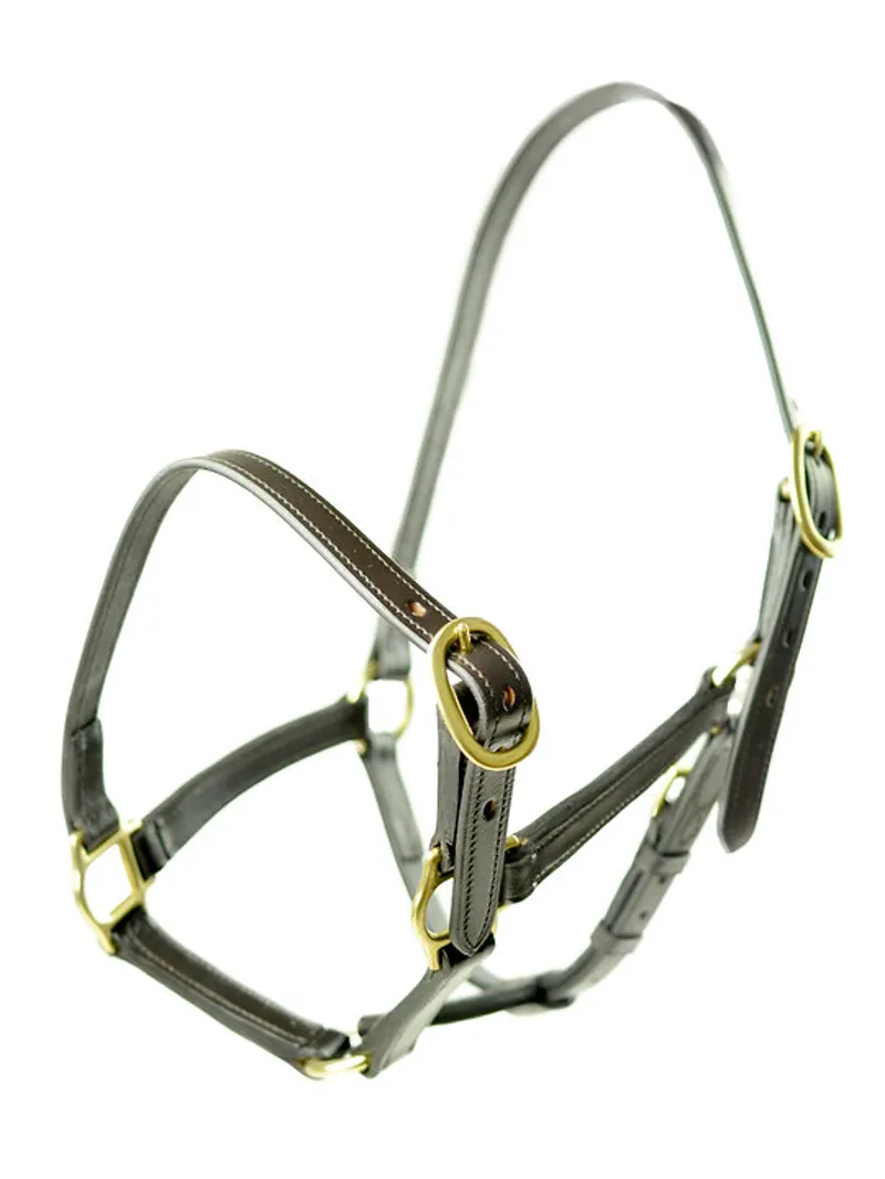 Dever Ascot Weanling/Yearling Headcollar Brown