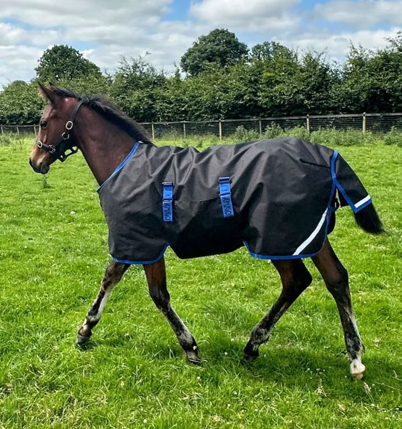 Amigo Ripstop 900D Foal Turnout 50g Light Weight Rug Black/Classic Blue-4