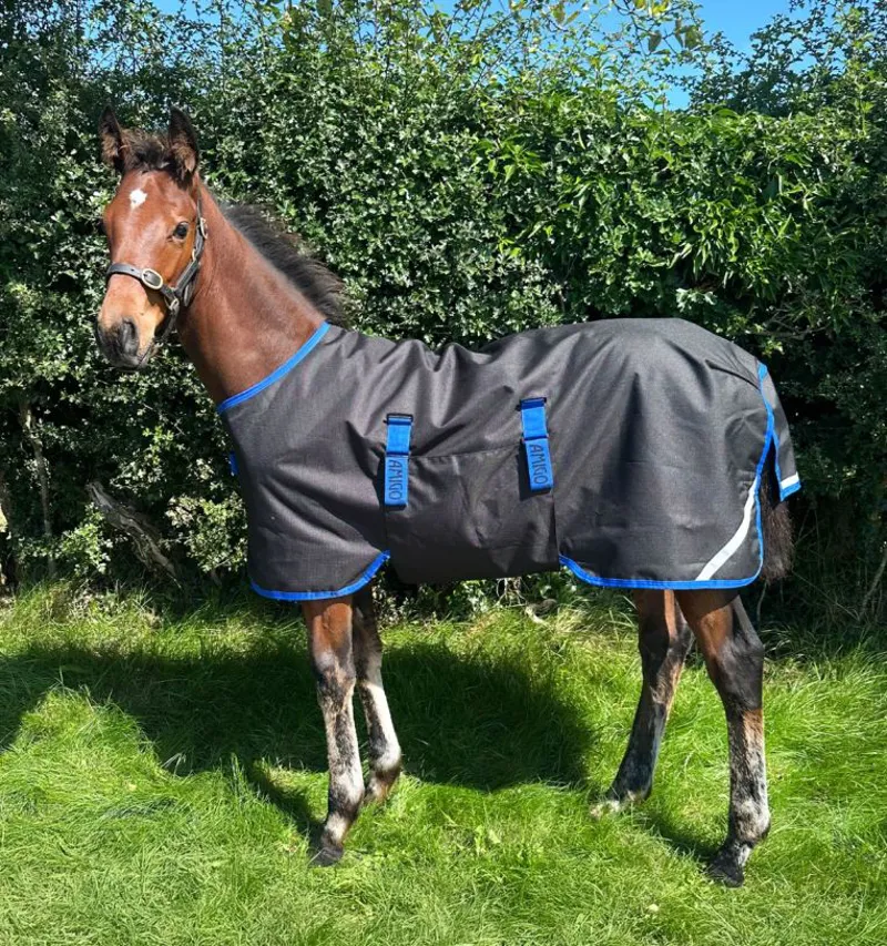 Amigo Ripstop 900D Foal Turnout 50g Light Weight Rug Black/Classic Blue