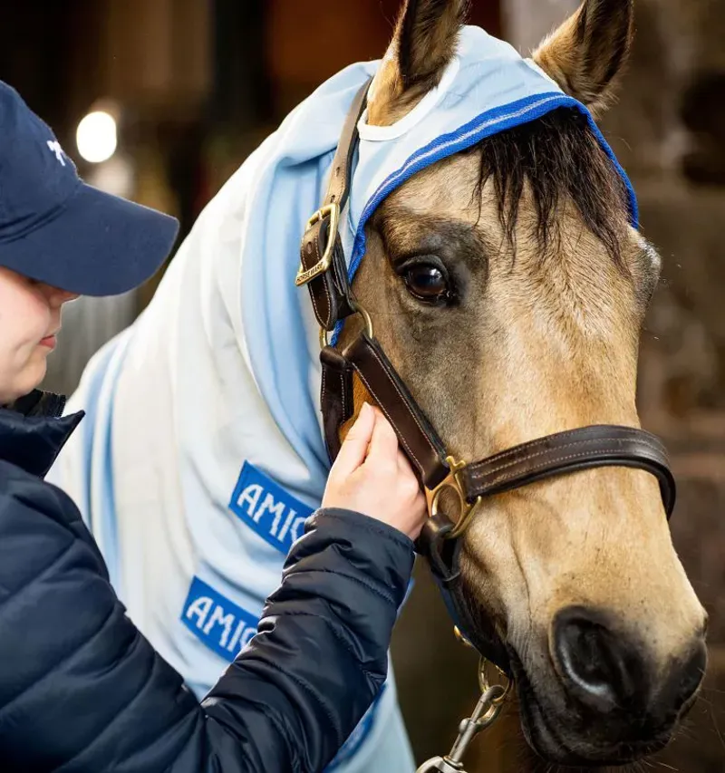 Amigo Pony Ripstop Hoody Azure-Blue-2