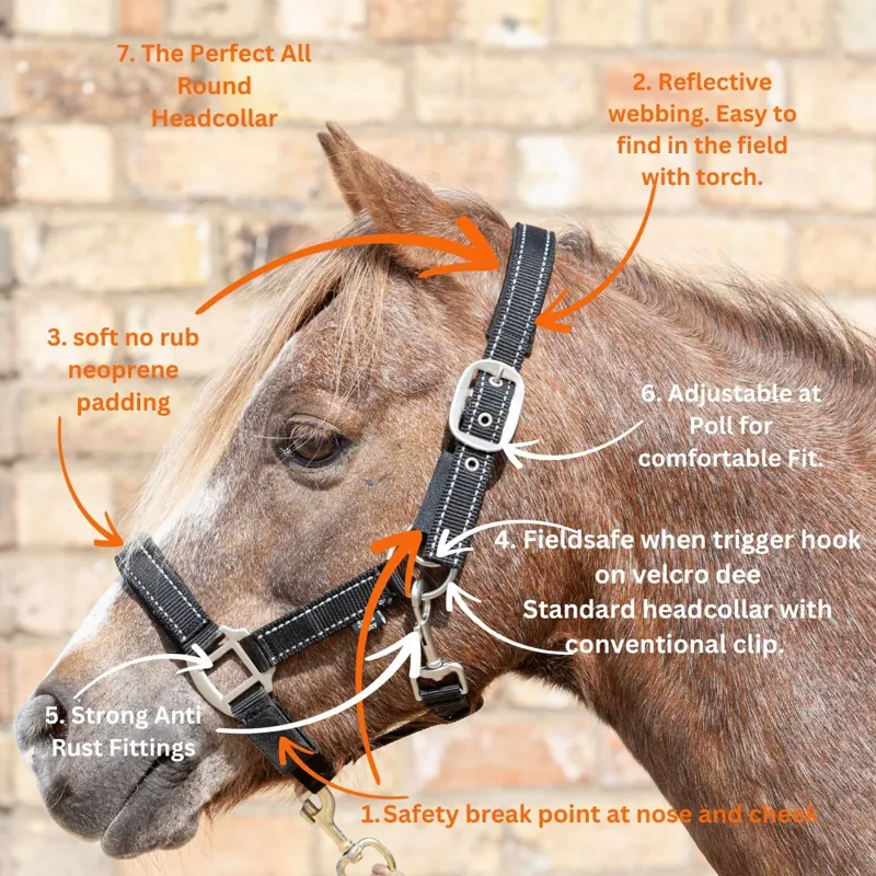 Cameo Fieldsafe Headcollar Royal/Reflective-1