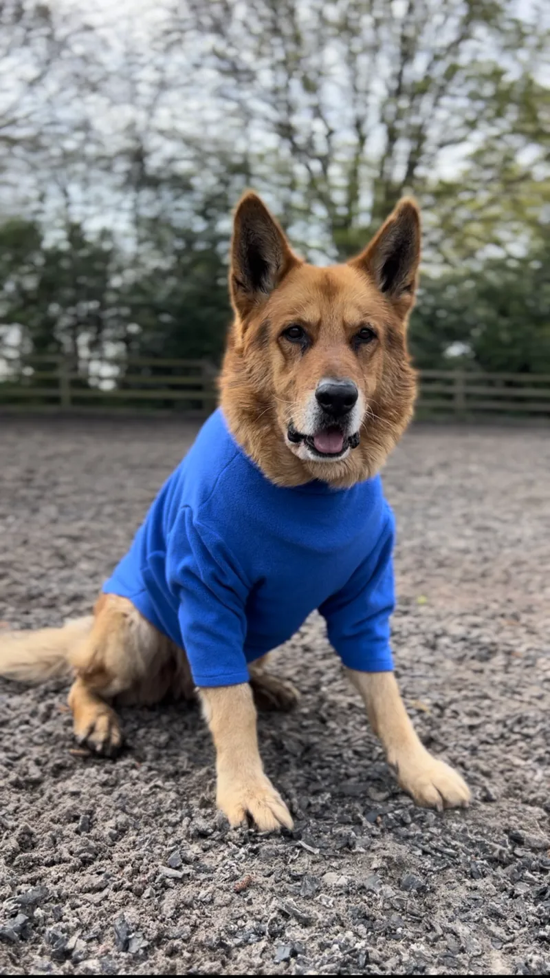 Cameo Cosy Fleece Jumper Royal Blue
