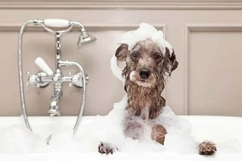 Aqueos Anti-Bacterial Dog Shampoo 1L-1