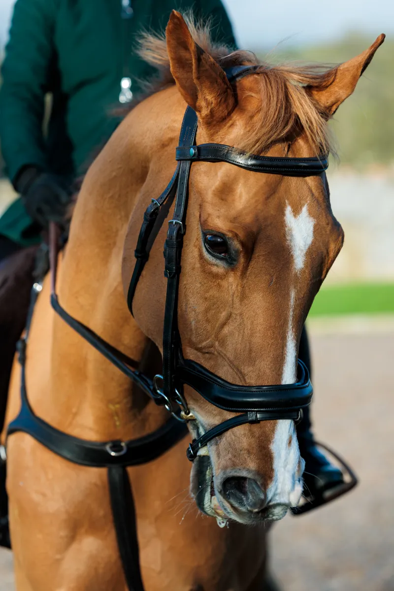 EcoRider SeamFree Anatomic Bridle Black-1